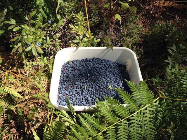 bucket_o_berries